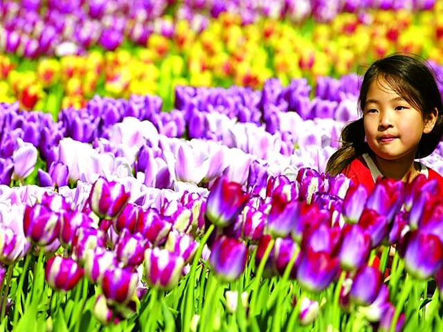 ایمسٹرڈیم: بچی باغ میں پھولوں سے کھیل رہی ہے