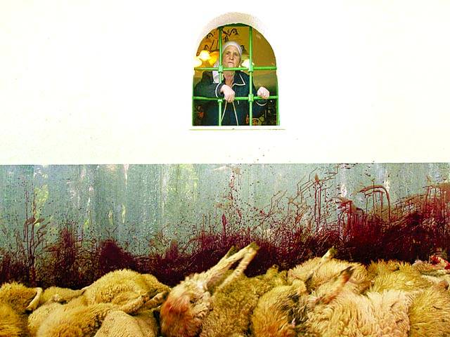 کسوو: روائتی تقریب کیلئے ذبح کی گئی بھیڑوں کو خاتون کھڑکی سے دیکھ رہی ہے