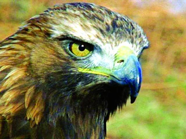  کیا آپ کو معلوم ہے عقاب کی نظر انسانوں سے کتنی زیادہ تیز ہوتی ہے؟