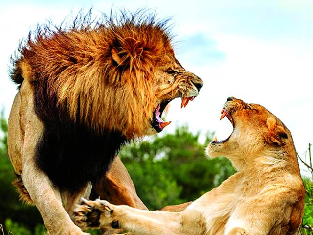 جوہانزبرگ: دو شیر ایک دوسرے کو منہ کھولے ہوئے دیکھ رہے ہیں