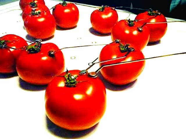 ماہرین کا ٹماٹروں سے ماحول دوست بجلی بنانے کا دعویٰ