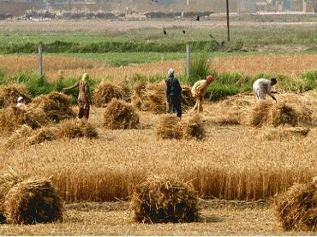 پنجاب حکومت کا کسانوں کے لئے 100ارب بلا سود قرضہ 