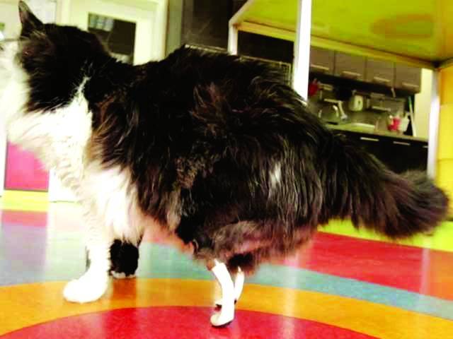  بلغاریہ، مصنوعی ٹانگوں پرچلنے والی بلی