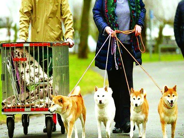  کتوں سے دوستی معمر افراد کی صحت کے لیے مفیدہے،نئی تحقیق