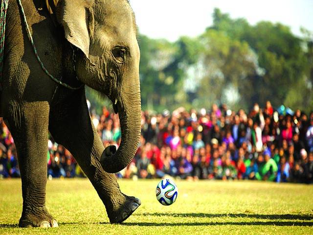  کھٹمنڈو: سالانہ تقریب کے موقع پر ایک ہاتھی فٹبال سے کھیل رہا ہے