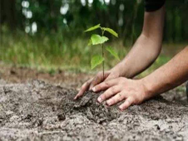 درخت: ماحولیاتی نظام کی حیات