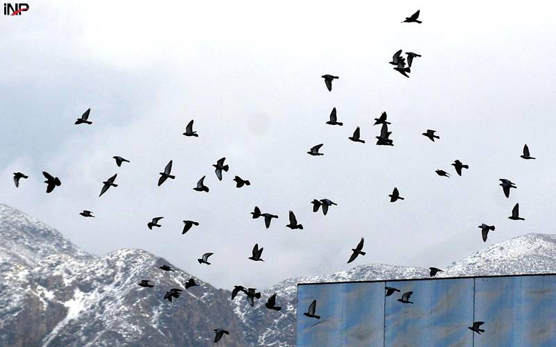صوبائی دارلحکومت میں کبوتروں کی اڑان کا خوبصورت منظر