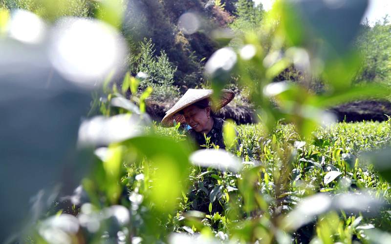 چین کے وسطی صوبہ ہونان کے شہر جی شو کے قصبے آئی ژائی کے گاؤں شنگ فو میں چائے کے ایک باغ میں اقلیتی گروہ میاؤ سے تعلق رکھنے والی ایک دیہاتی خاتون چائے کی پتیاں چن رہی ہے (شنہوا)